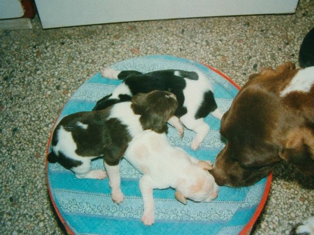 A fiúk: Fifi,Floki,Fickó
