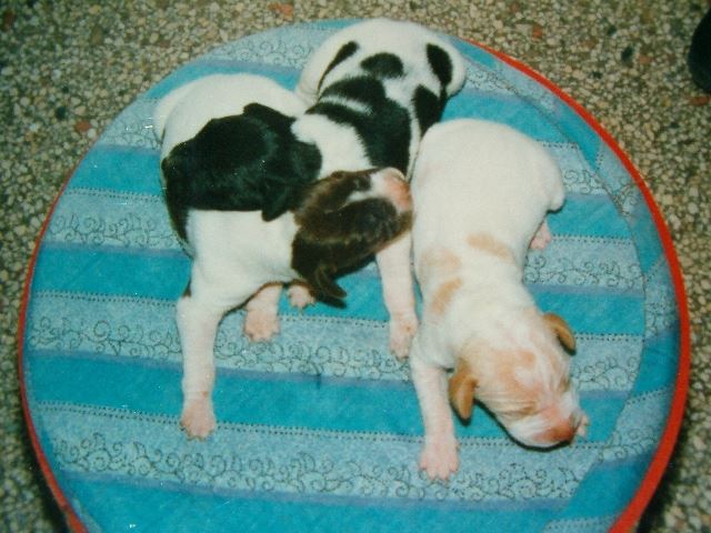 A lányok: Fanni,Fedra,Frida