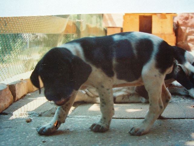 Fedra