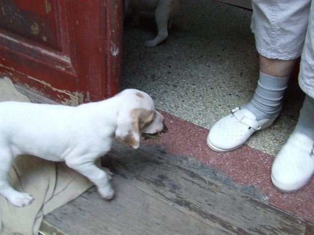 Irisz falevelet cipel