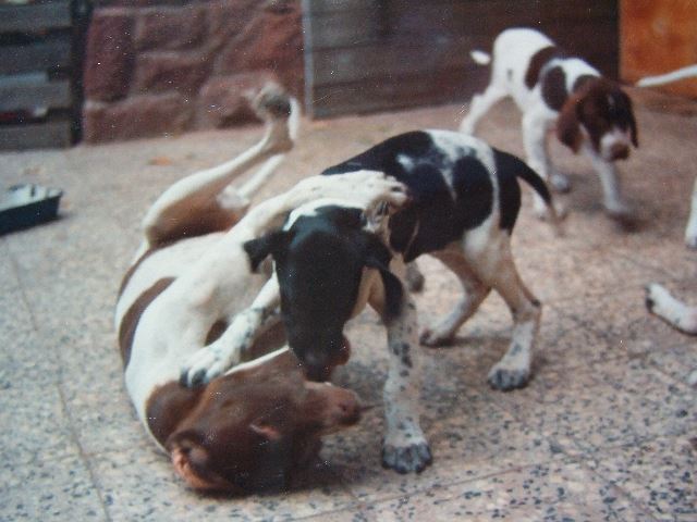 Frédi,Fedra és Cindy