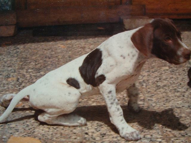 Fanni