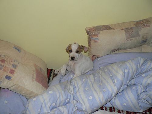 Irisz-Felice 8 hetes