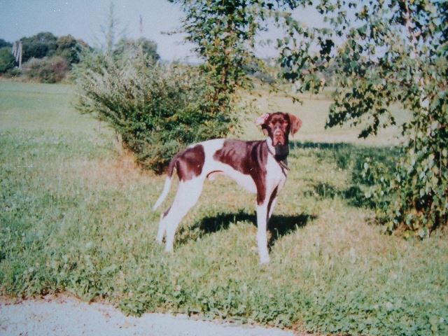 Fifi-Zeusz gazdáinál