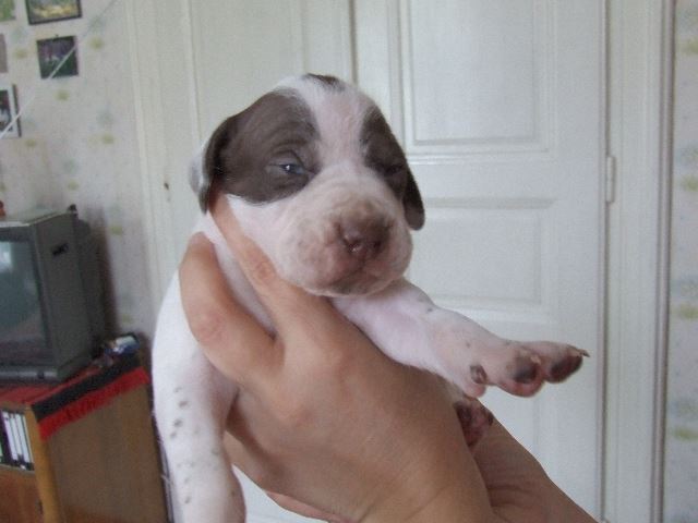 Igor 17 napos (2007.05.30.)