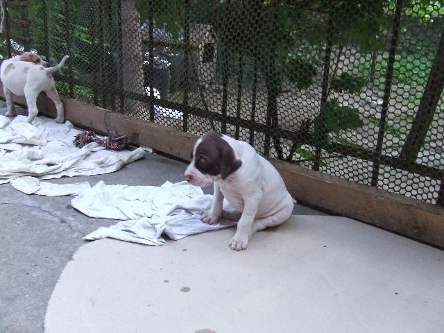 Izabella elgondolkodott