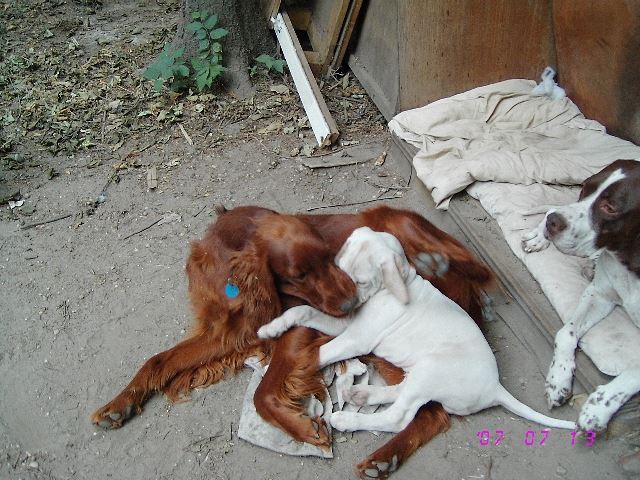 Kelly Ironnal játszik..2007.július