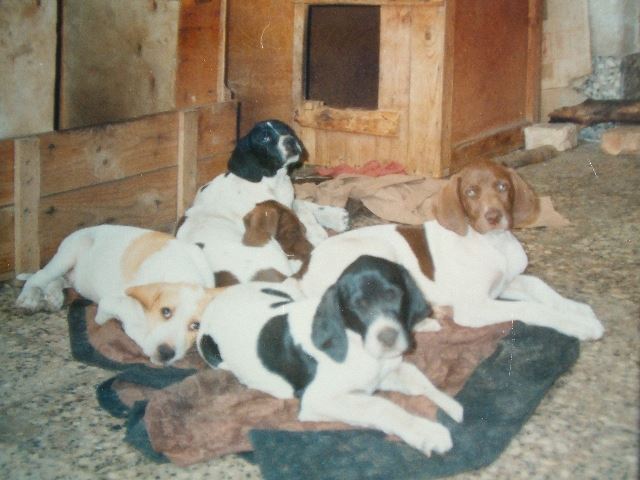 Gedeon-sárga,Gipsy-fönti fekete,Glinda-lenti fekete,Gino,Gina-barnák
