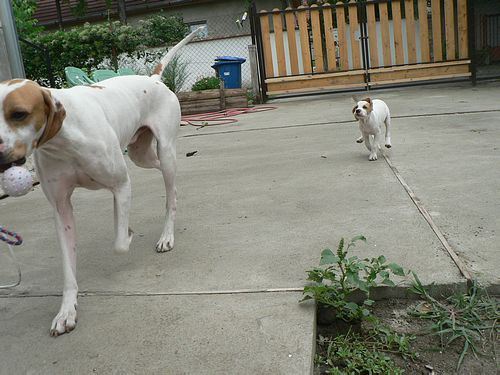 Irisz-Felice 8 hetes