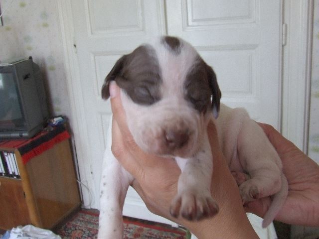 Igor 17 napos (2007.05.30.)