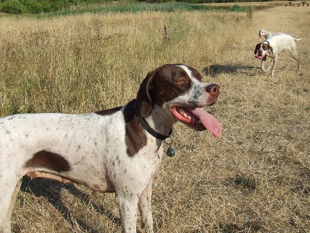 A mezőn, a Balatonnál (2007.aug.)