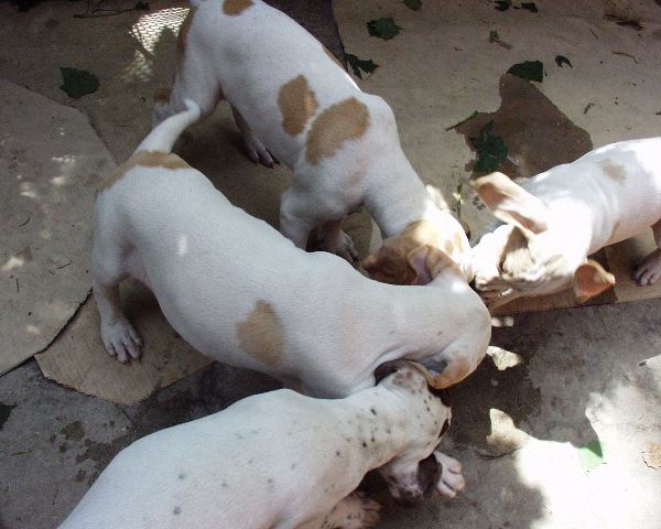 Hét és fél hetesek-Utoljára mindannyian együtt