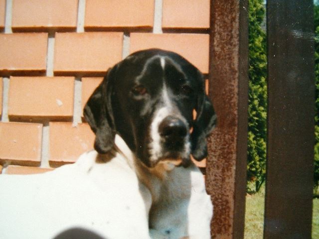 Gipsy-Cindy gazdáinál