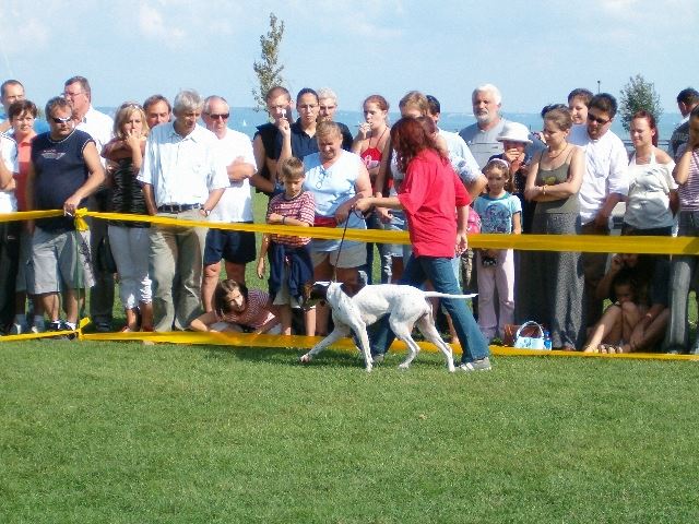 2005.szept.11. Balatonalmádi Fiatal Győztes,Fajtagyőztes
