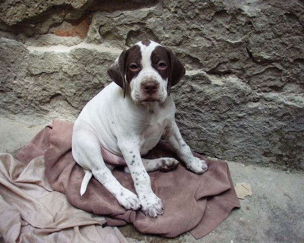 Igor