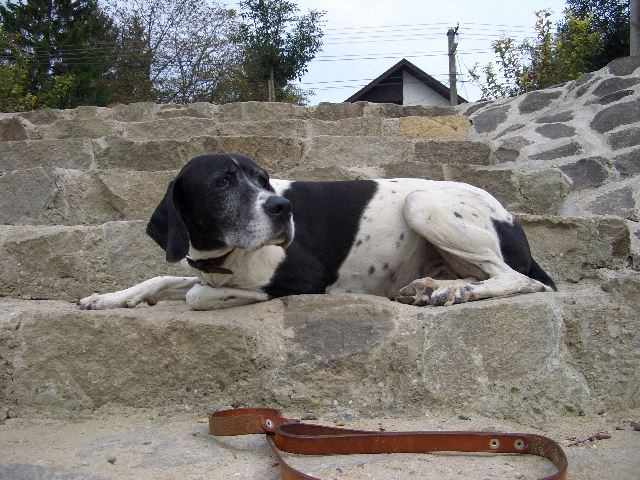 Gipsy-Cindy gazdáinál