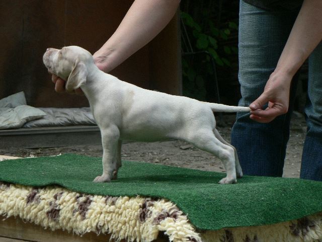 Iphike beállítva (5 hetes)