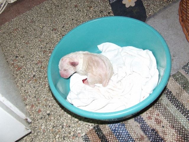 2007.05.13. Az első kölyök (Írisz)