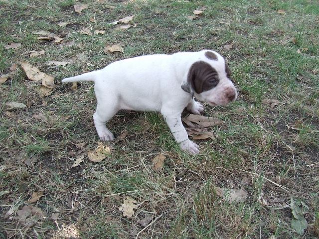 Igor 