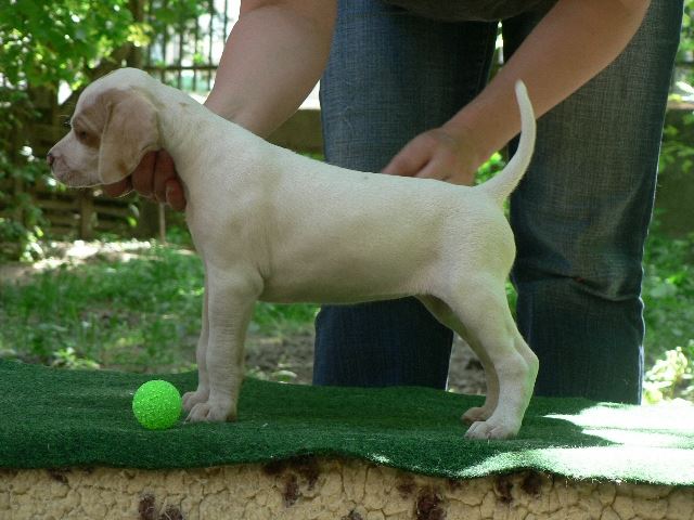 Irisz beállítva (5 hetes)