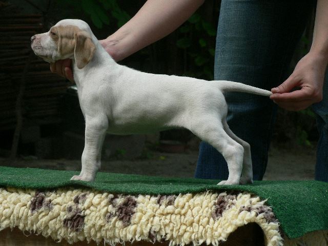 Irisz beállítva (5 hetes)