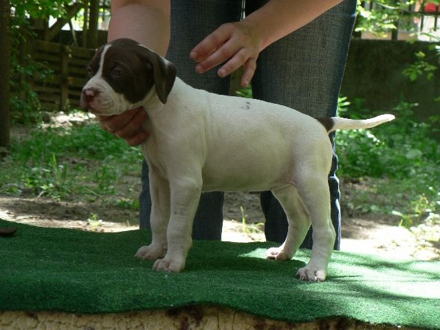 Izabella beállítva (5 hetes)