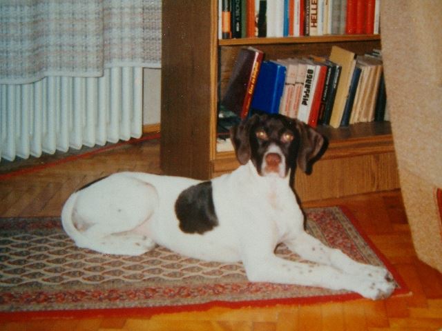 Dolly 