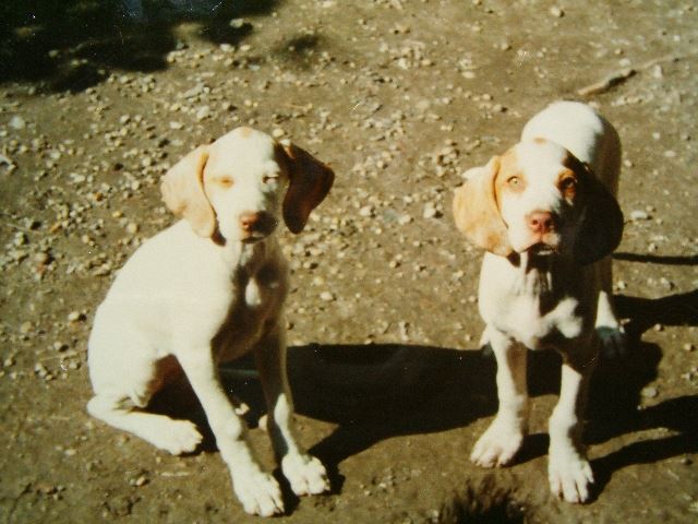 Ceila,Celli