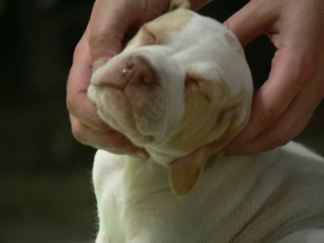 Iván  (5 hetes)