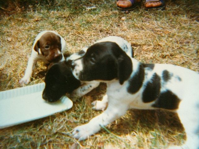 Hédi,Herceg,Hasszán