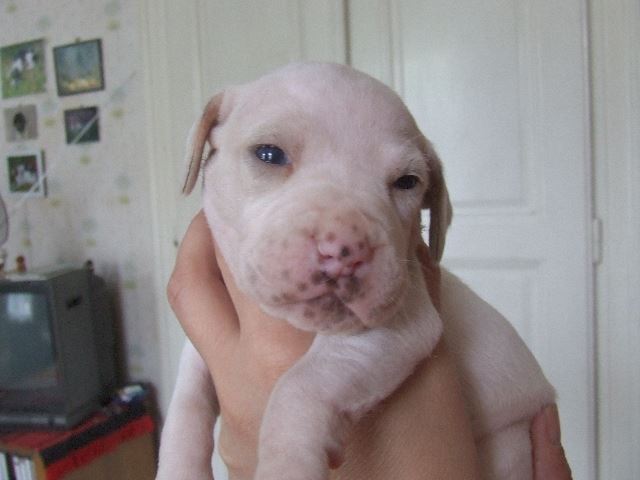 Iphike 17 napos (2007.05.30.)