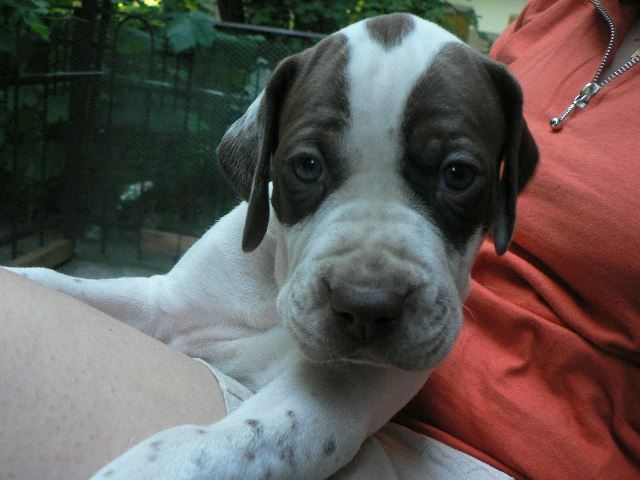 Igor  (5 hetes)