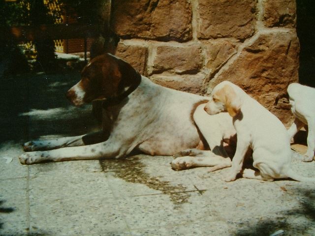 Anka,Ceila