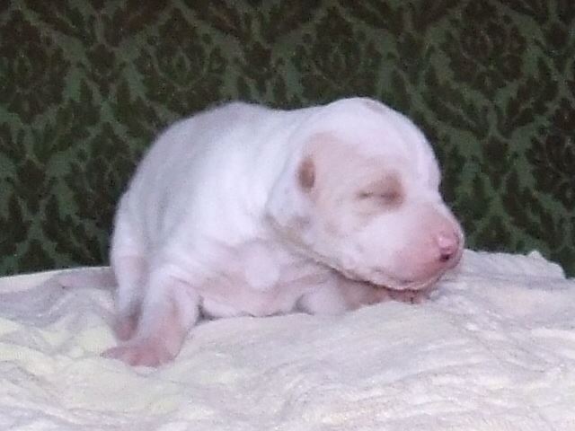 Irisz 12 napos