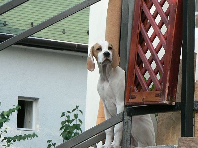 Irisz-Felice  