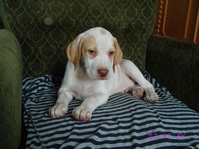 Iván