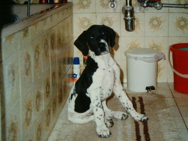 Hasszán-Whisky gazdájánál