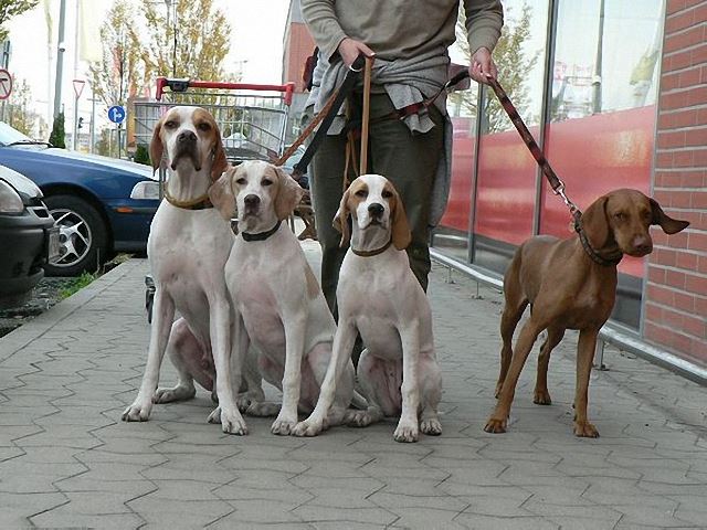 Monty-apa,Iphi,Irisz-Felice,Franciska