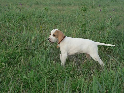 Irisz-Felice 9 hetes