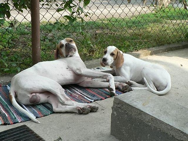 Irisz-Felice és Monty-apu 
