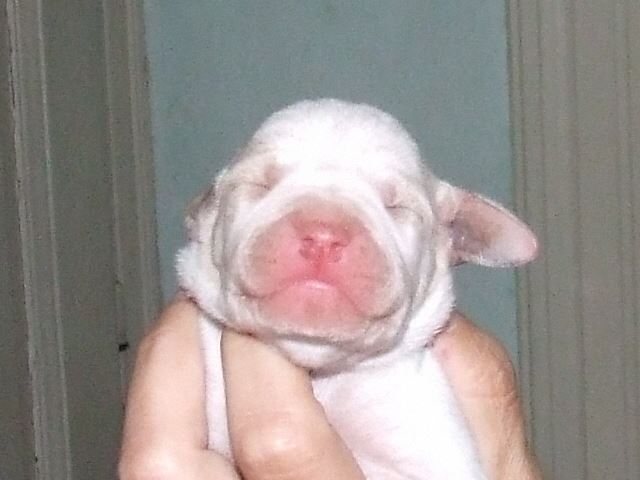 2007.05.16. Irisz 3 napos