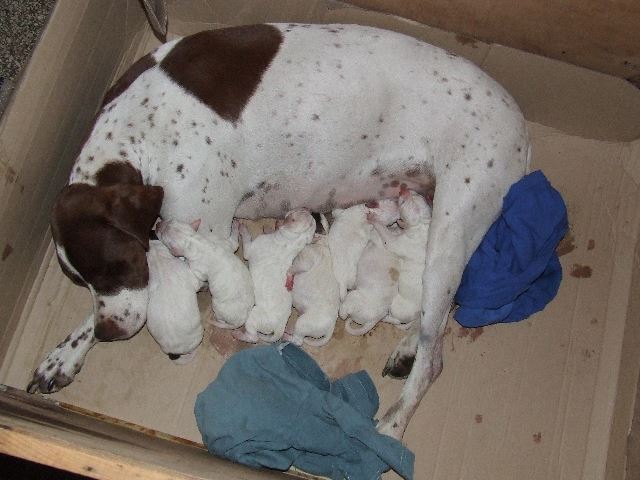 Heten vannak (Írisz,Izabella,Iphigeneia,Igor,Iván,Iro,Izidor - 1 naposak)