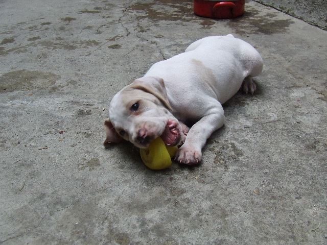 Iphi és a gumikacsa