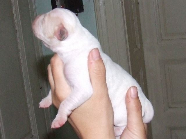 2007.05.16. Irisz 3 napos