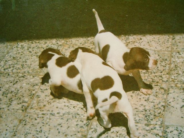 Dínó,Dolly,Dick