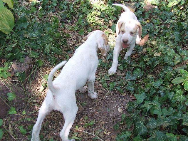 Irisz és Iván 