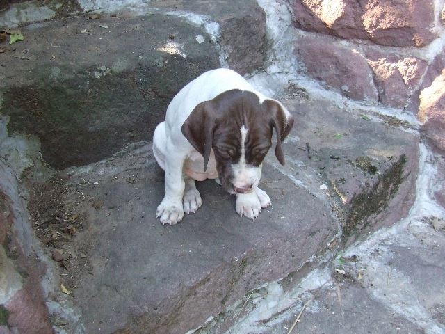 Izabella (6 hetes)