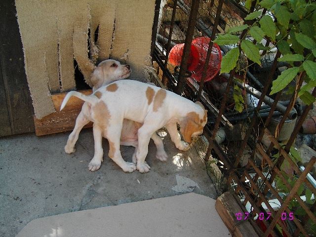 Játék (Iphi és Izidor)