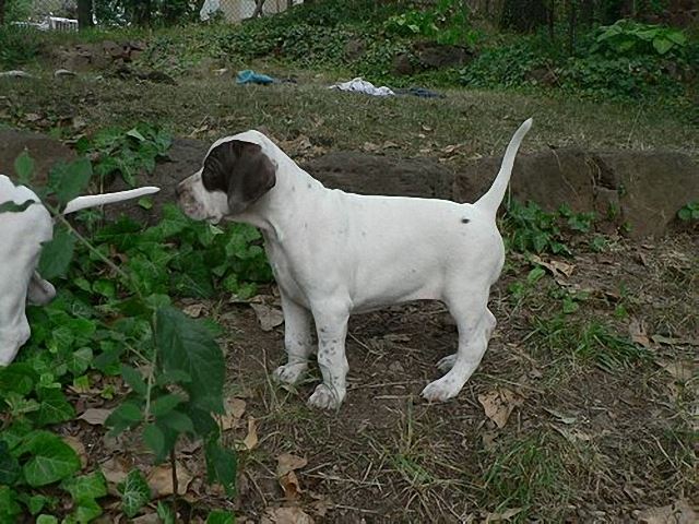 Igor