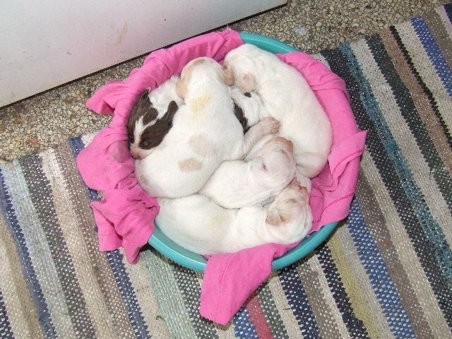 2007.05.20. Egy hetesek